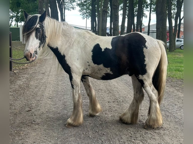 Gypsy Horse Gelding 3 years 12.2 hh Pinto in Lathen