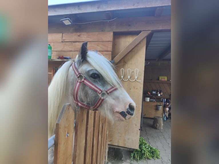 Gypsy Horse Gelding 3 years 12 hh Gray in Donaueschingen