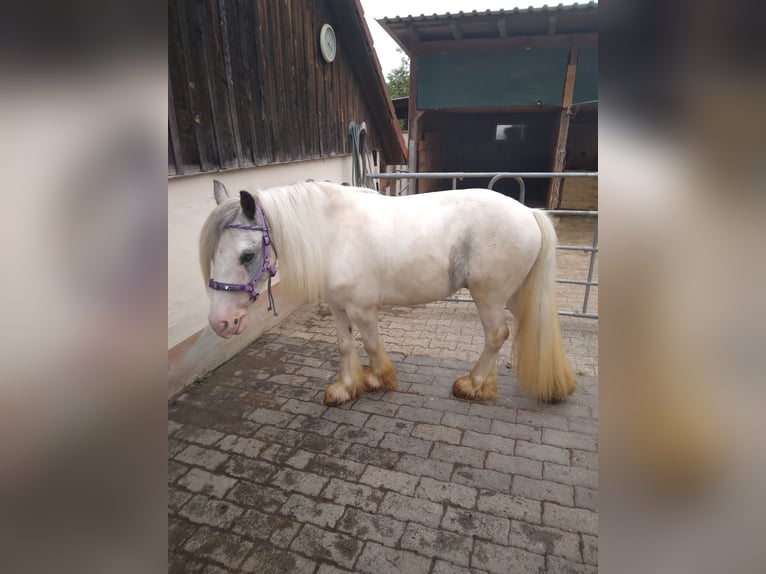 Gypsy Horse Gelding 3 years 12 hh Gray in Donaueschingen