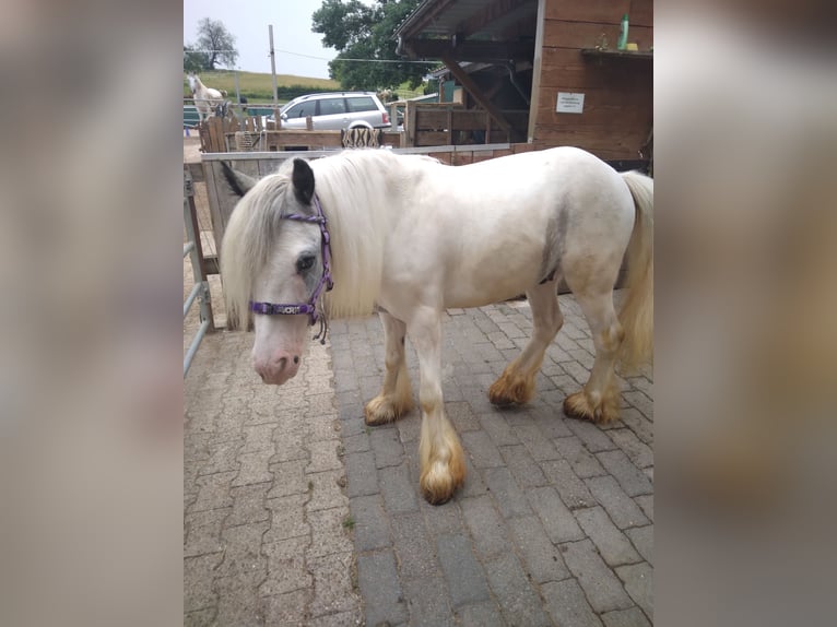 Gypsy Horse Gelding 3 years 12 hh Gray in Donaueschingen