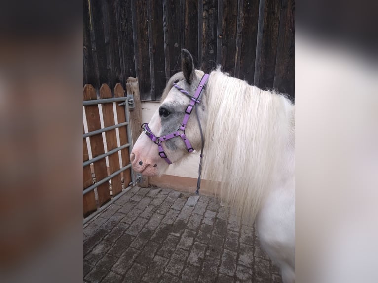 Gypsy Horse Gelding 3 years 12 hh Gray in Donaueschingen