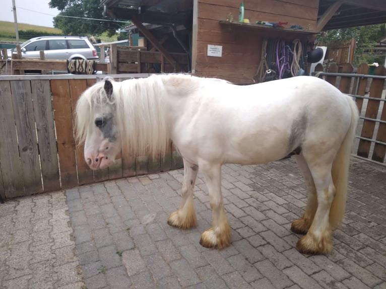 Gypsy Horse Gelding 3 years 12 hh Gray in Donaueschingen