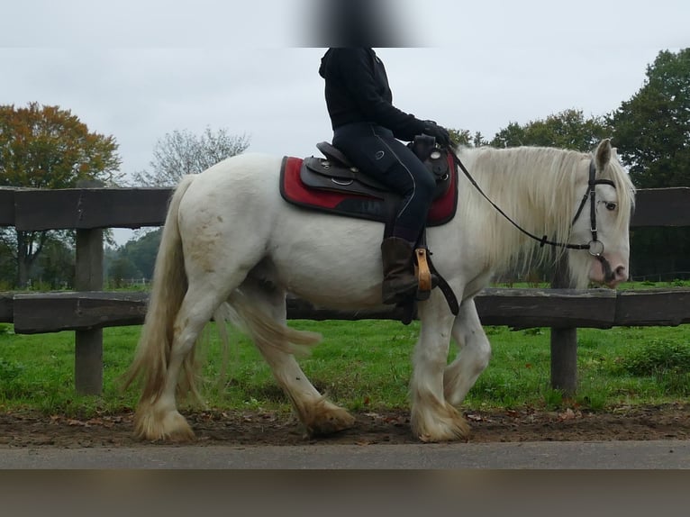 Gypsy Horse Gelding 3 years 12,2 hh Champagne in Lathen