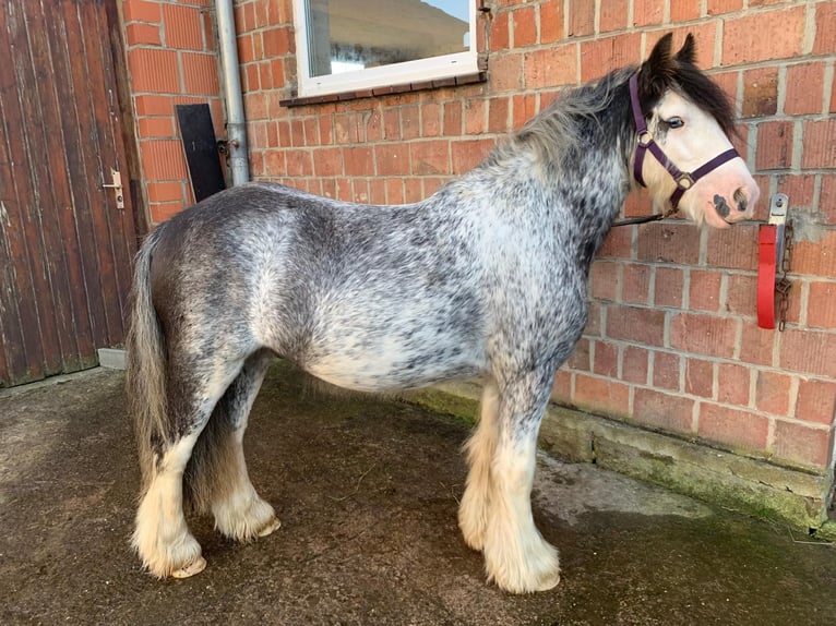 Gypsy Horse Gelding 3 years 12,2 hh Sabino in Schenklengsfeld