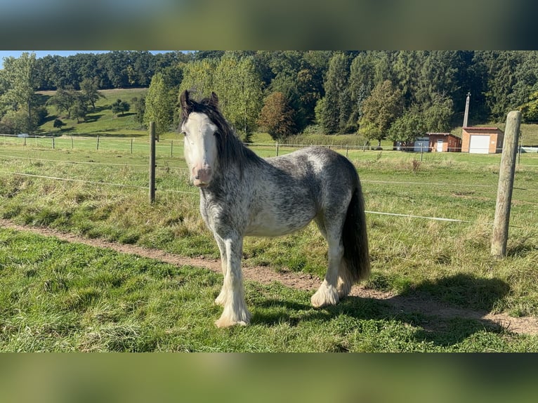 Gypsy Horse Gelding 3 years 12,2 hh Sabino in Schenklengsfeld