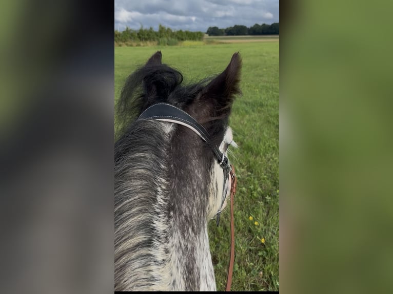 Gypsy Horse Gelding 3 years 12,2 hh Sabino in Schenklengsfeld