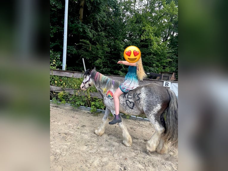 Gypsy Horse Gelding 3 years 12,2 hh Sabino in Schenklengsfeld