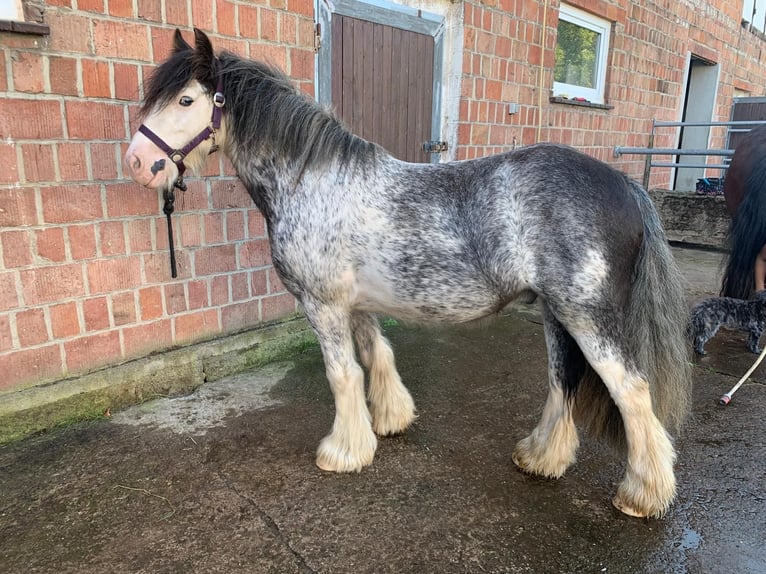 Gypsy Horse Gelding 3 years 12,2 hh Sabino in Schenklengsfeld