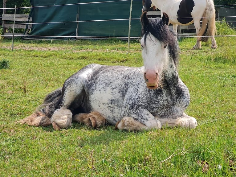 Gypsy Horse Gelding 3 years 12,2 hh Sabino in Schenklengsfeld