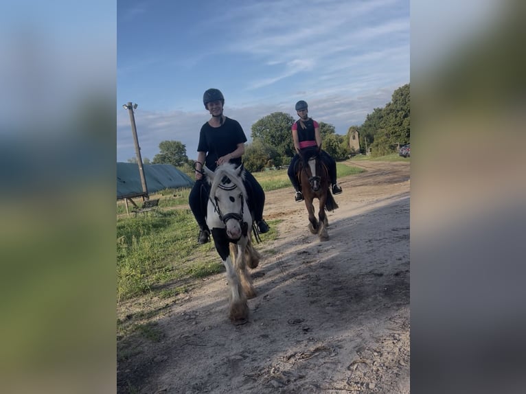 Gypsy Horse Gelding 3 years 13,1 hh Pinto in Trebbin