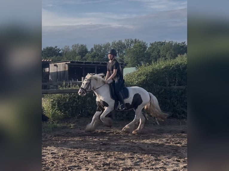 Gypsy Horse Gelding 3 years 13,1 hh Pinto in Trebbin