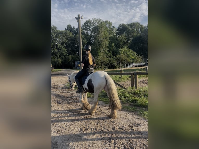 Gypsy Horse Gelding 3 years 13,1 hh Pinto in Trebbin
