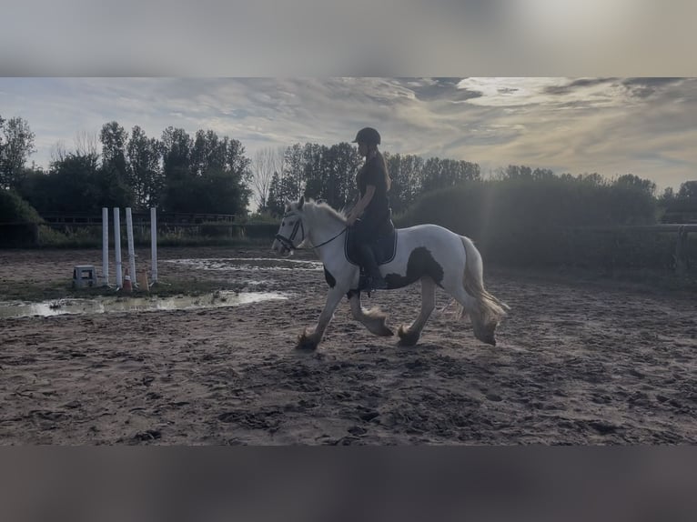 Gypsy Horse Gelding 3 years 13,1 hh Pinto in Trebbin