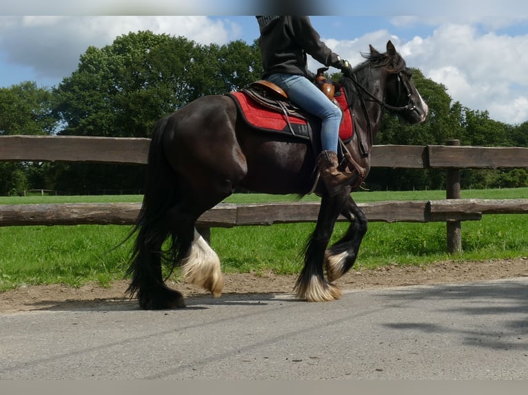 Gypsy Horse Gelding 3 years 13,2 hh Black in Lathen