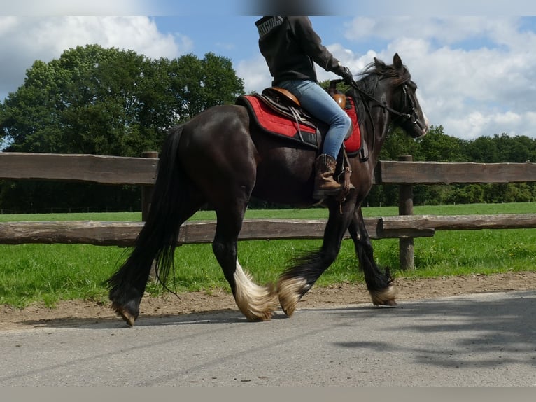 Gypsy Horse Gelding 3 years 13,2 hh Black in Lathen