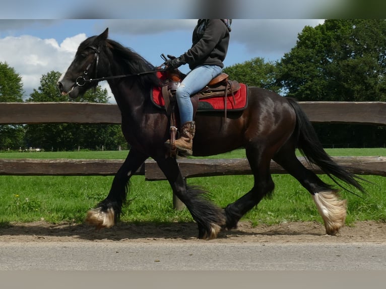 Gypsy Horse Gelding 3 years 13,2 hh Black in Lathen