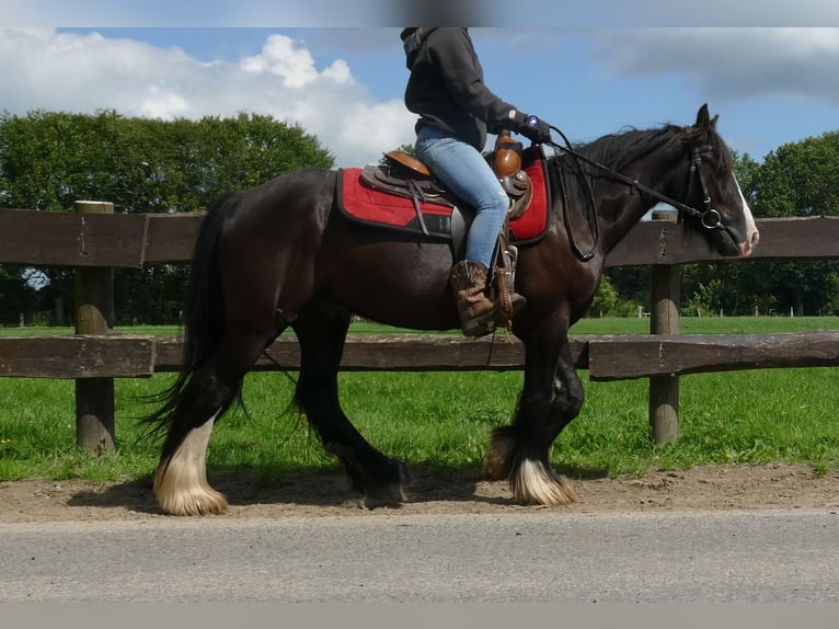 Gypsy Horse Gelding 3 years 13,2 hh Black in Lathen