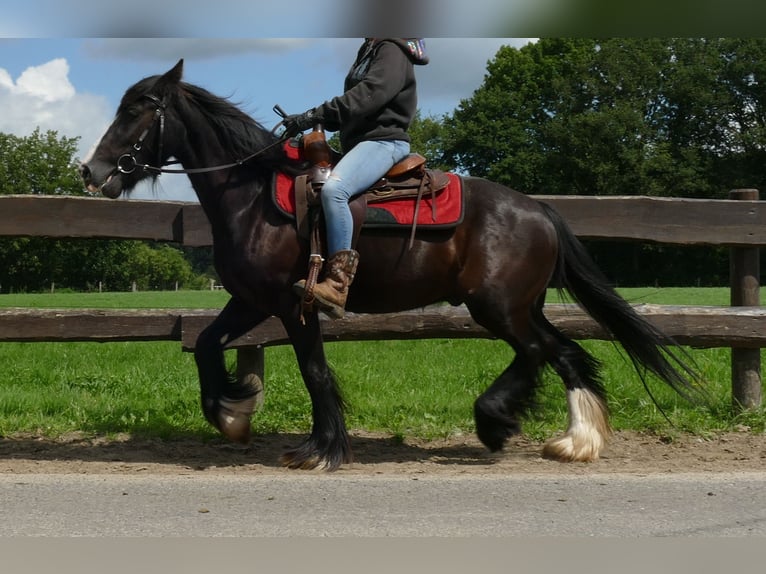 Gypsy Horse Gelding 3 years 13,2 hh Black in Lathen