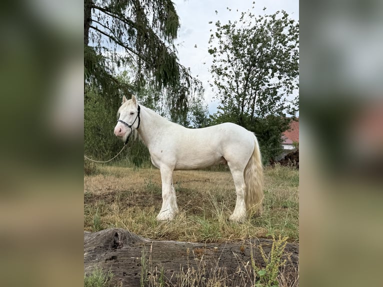 Gypsy Horse Gelding 3 years 13.2 hh Cremello in AchstettenAchstetten
