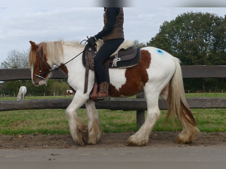 Gypsy Horse Gelding 3 years 13,2 hh Pinto in Lathen