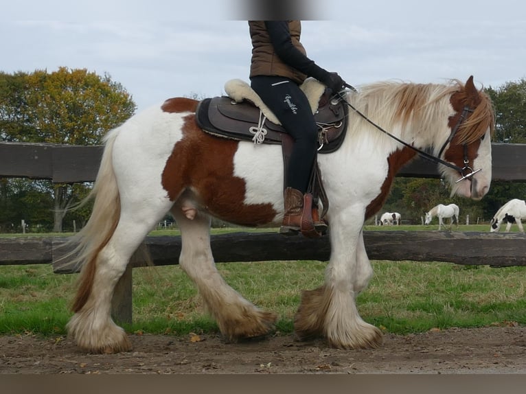 Gypsy Horse Gelding 3 years 13,2 hh Pinto in Lathen