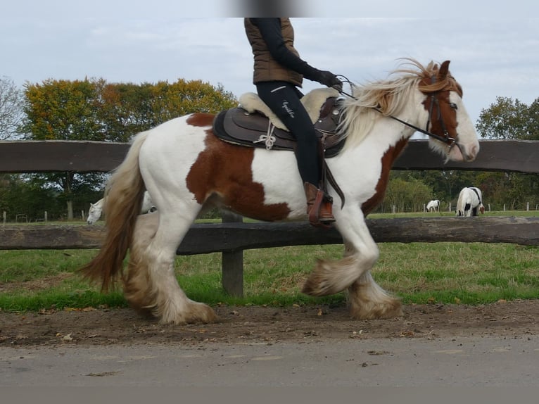 Gypsy Horse Gelding 3 years 13,2 hh Pinto in Lathen