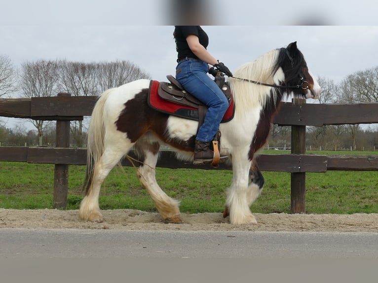Gypsy Horse Gelding 3 years 13,2 hh Pinto in Lathen