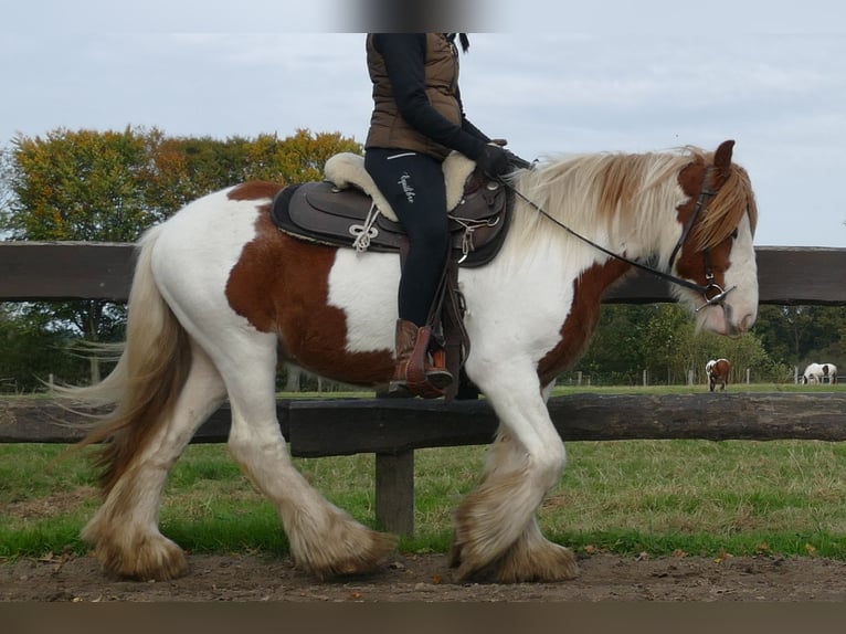 Gypsy Horse Gelding 3 years 13,2 hh Pinto in Lathen