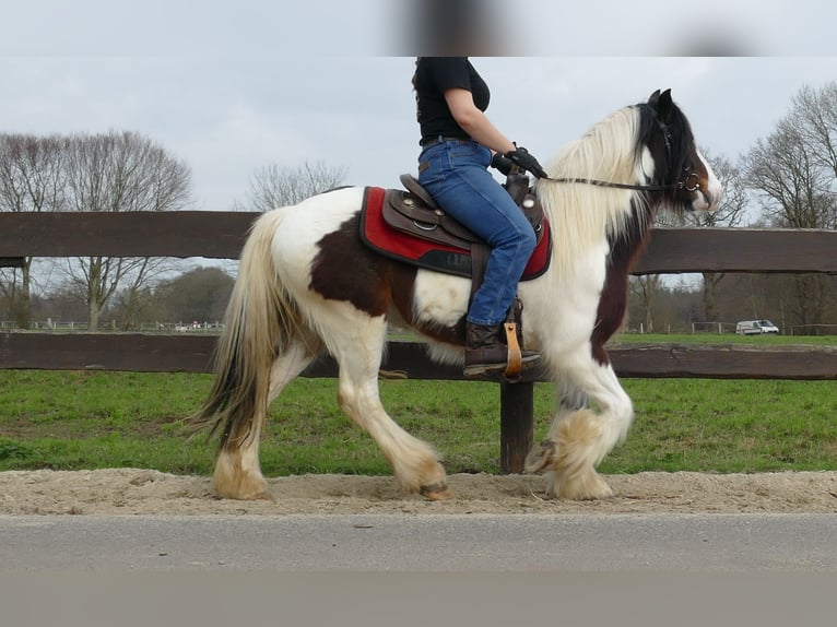Gypsy Horse Gelding 3 years 13,2 hh Pinto in Lathen