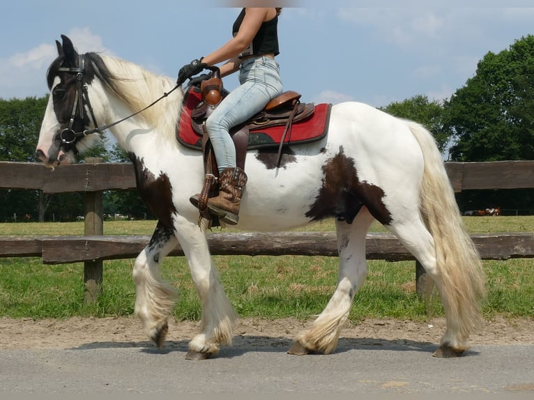 Gypsy Horse Gelding 3 years 13,3 hh Pinto in Lathen