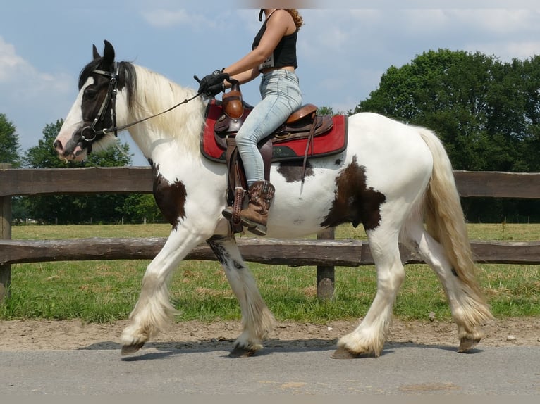 Gypsy Horse Gelding 3 years 13,3 hh Pinto in Lathen