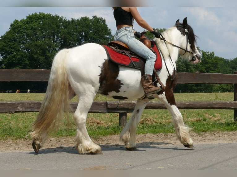 Gypsy Horse Gelding 3 years 13,3 hh Pinto in Lathen