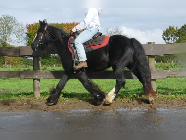 Gypsy Horse Gelding 3 years 13,1 hh Black in Lathen