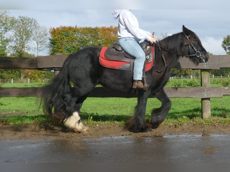 Gypsy Horse Gelding 3 years 13,1 hh Black in Lathen