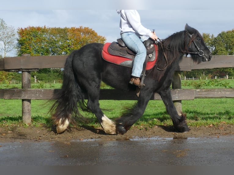 Gypsy Horse Gelding 3 years 13,1 hh Black in Lathen