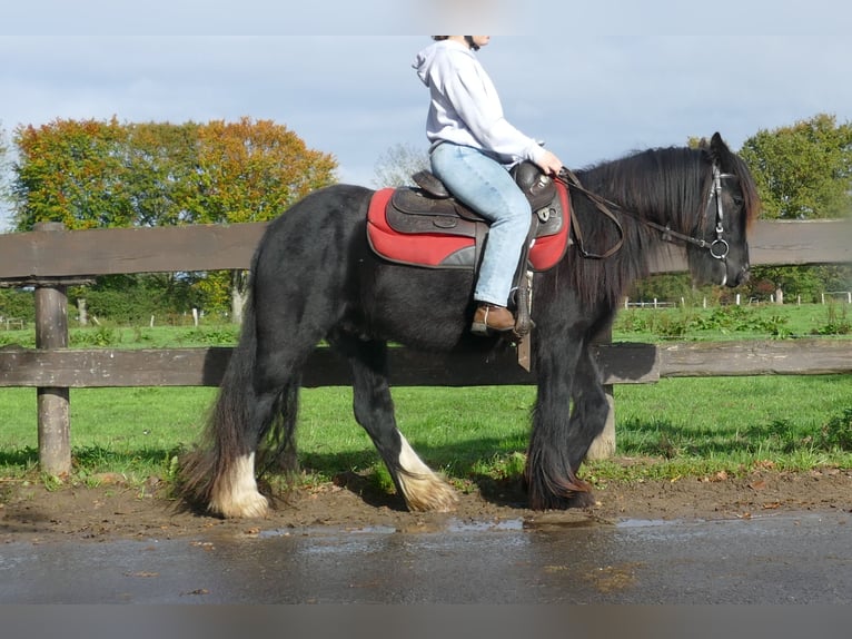 Gypsy Horse Gelding 3 years 13,1 hh Black in Lathen
