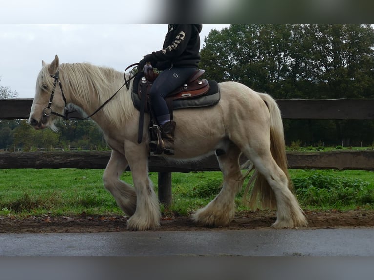 Gypsy Horse Gelding 3 years 13,1 hh Palomino in Lathen