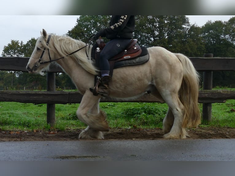 Gypsy Horse Gelding 3 years 13,1 hh Palomino in Lathen