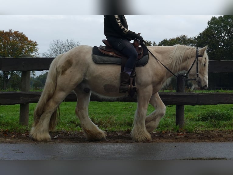 Gypsy Horse Gelding 3 years 13,1 hh Palomino in Lathen