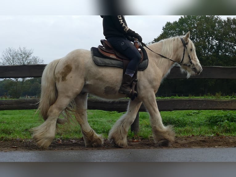 Gypsy Horse Gelding 3 years 13,1 hh Palomino in Lathen