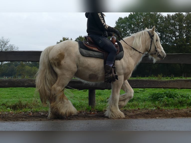 Gypsy Horse Gelding 3 years 13,1 hh Palomino in Lathen