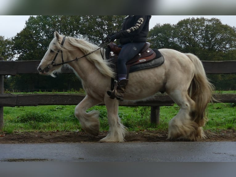 Gypsy Horse Gelding 3 years 13,1 hh Palomino in Lathen