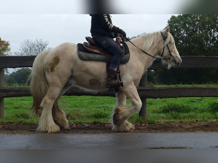 Gypsy Horse Gelding 3 years 13,1 hh Palomino in Lathen