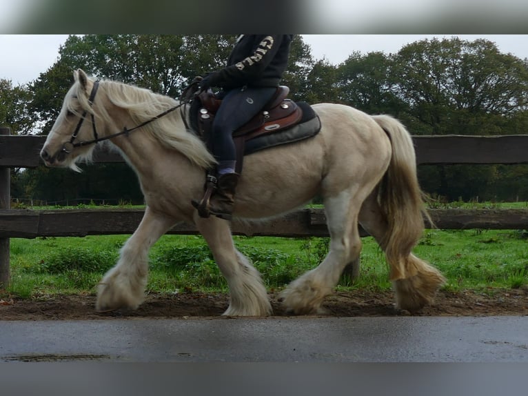 Gypsy Horse Gelding 3 years 13,1 hh Palomino in Lathen