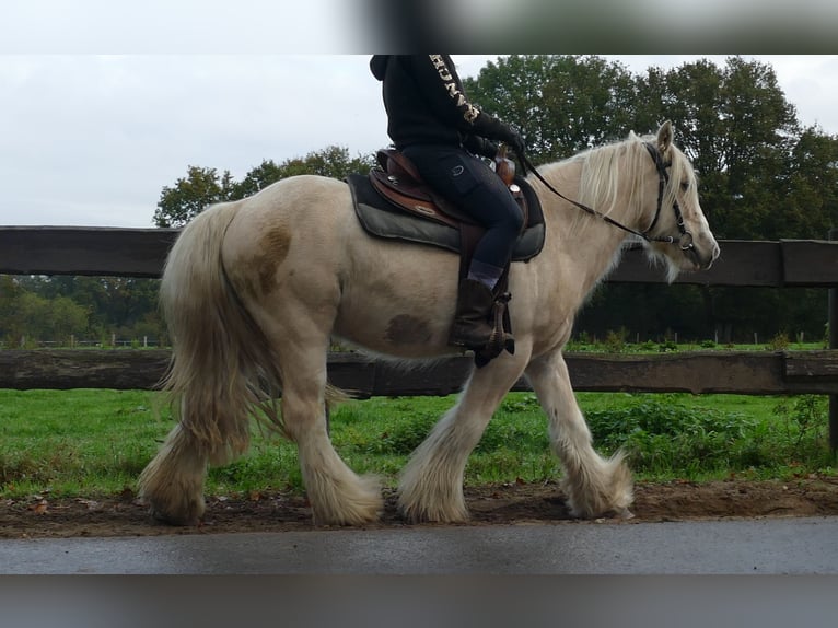 Gypsy Horse Gelding 3 years 13,1 hh Palomino in Lathen
