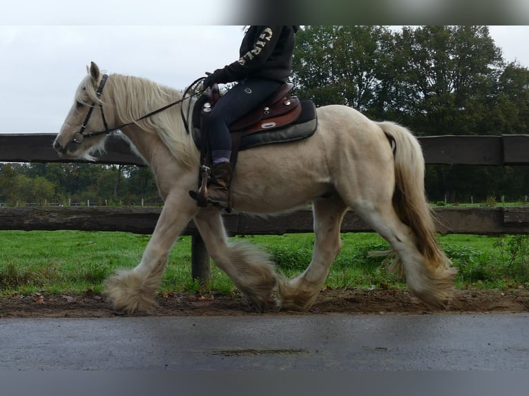 Gypsy Horse Gelding 3 years 13,1 hh Palomino in Lathen