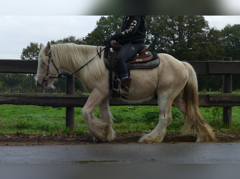 Gypsy Horse Gelding 3 years 13,1 hh Palomino in Lathen