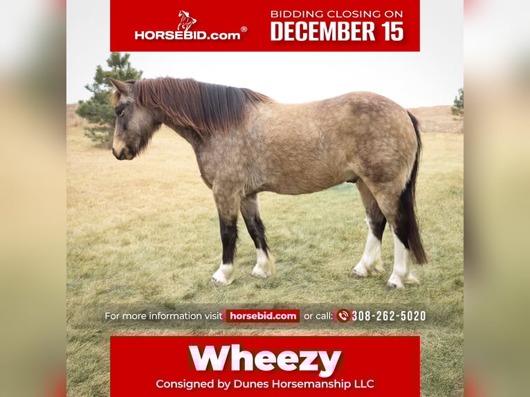 Gypsy Horse Mix Gelding 3 years 13,2 hh Buckskin in Thedford