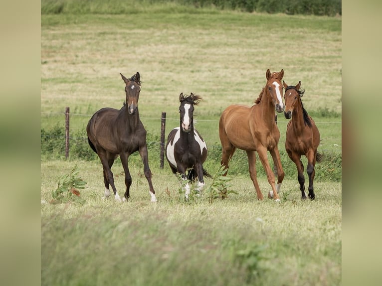 Gypsy Horse Mix Gelding 3 years 13,2 hh Pinto in Wiesbaum