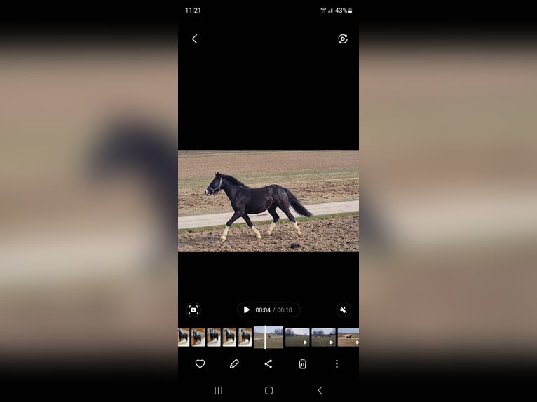 Gypsy Horse Mix Gelding 3 years 13,3 hh Black in Westerheim